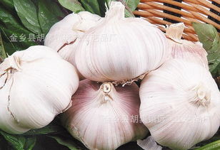 從金鄉(xiāng)大蒜到農(nóng)副產(chǎn)品銷售 洞悉產(chǎn)業(yè)格局與市場趨勢